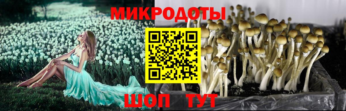 Москва  Псилоцибиновые грибы MAGIC MUSHROOMS  Вход с VPN 